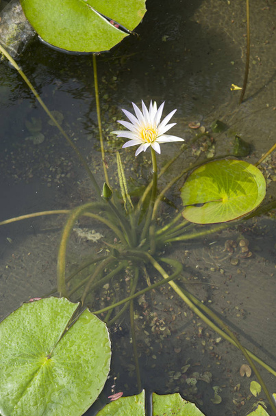 Water lily blooming in pond, Egypt - Zdjęcie, obraz