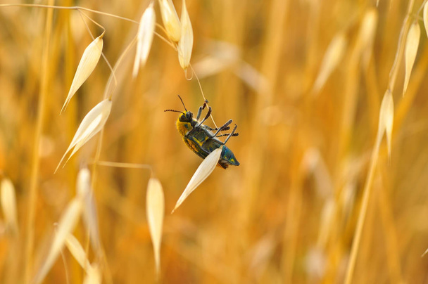 Hermoso insecto de Jewel Beetles (Ehrenbergi)
 - Foto, imagen