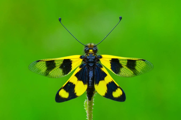 Bella libellula nell'habitat naturale
  - Foto, immagini