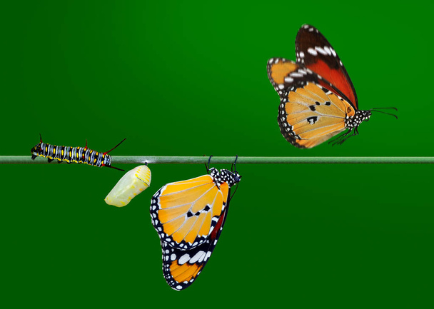Moment incroyable, papillon monarque, pupes et cocons sont suspendus. Transformation conceptuelle du papillon - Photo, image