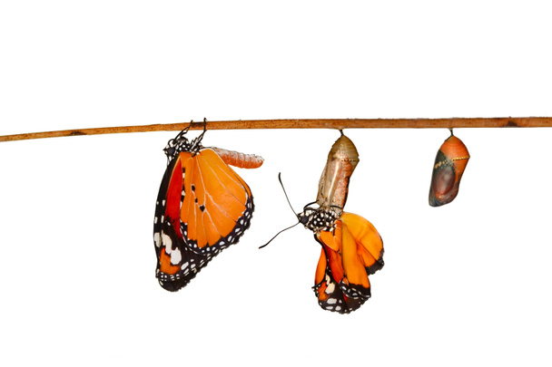 Momento incrível, Monarch Butterfly, pupa e casulos são suspensos. Transformação de conceito de borboleta - Foto, Imagem