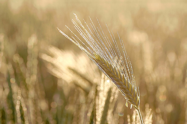 Ухо пшениці в полі
 - Фото, зображення