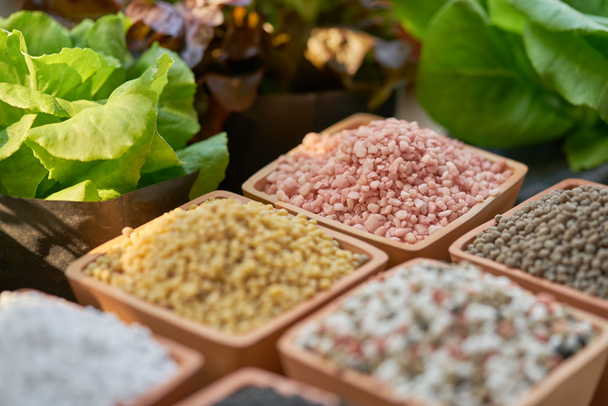 Seis tipos de fertilizantes químicos en macetas de arcilla y hojas de ensalada
 - Foto, Imagen