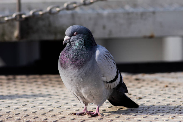 Дикі голуби в місті
 - Фото, зображення