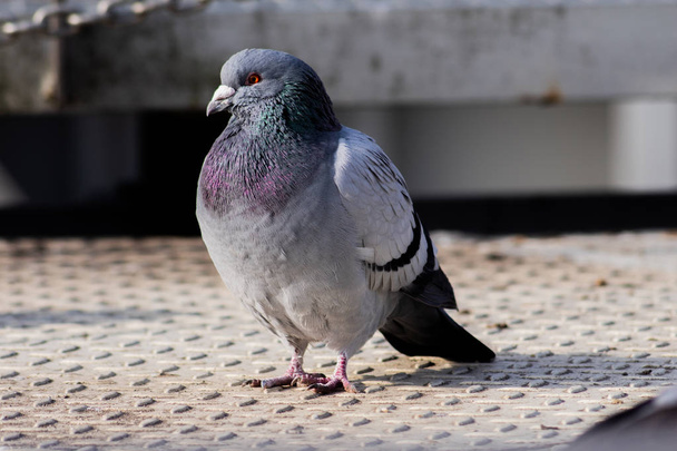Wild pigeons in the city - Photo, Image