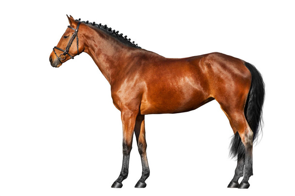 Внешний вид лошади залива изолирован на белом фоне
 - Фото, изображение