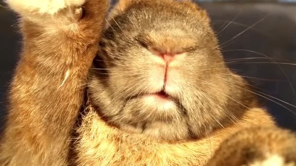 close up view of rabbit on black background - Footage, Video
