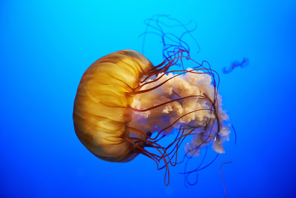 Narancssárga medúza (Chrysaora-fuscescens) - Fotó, kép