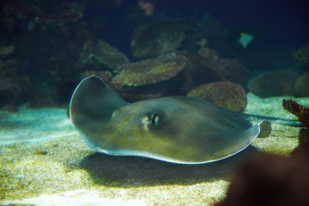 Manta ray drijvende onderwater - Foto, afbeelding