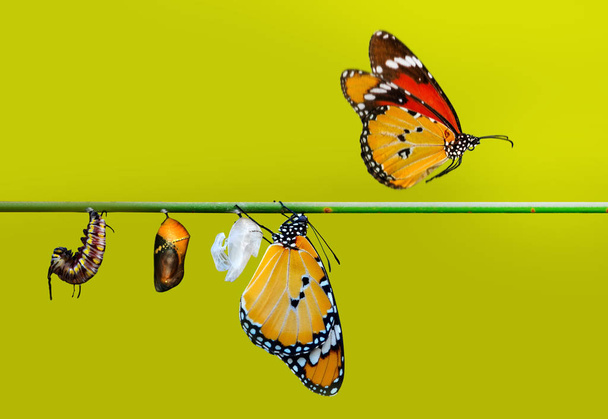Momento increíble, mariposa monarca, pupas y capullos están suspendidos. Transformación conceptual de la mariposa - Foto, Imagen