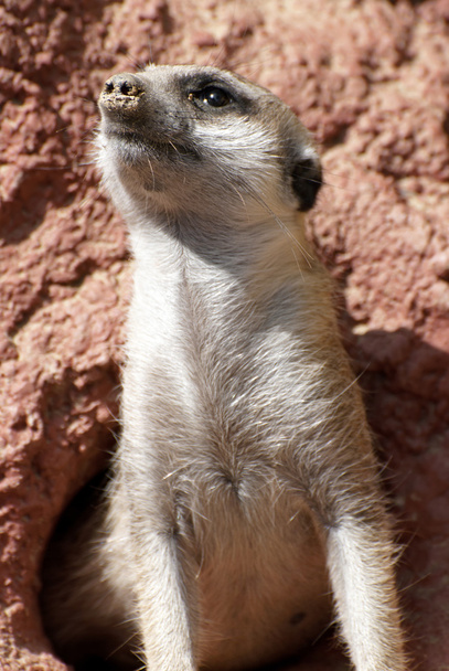 Erdmännchen (suricata suricatta)) - Foto, Bild