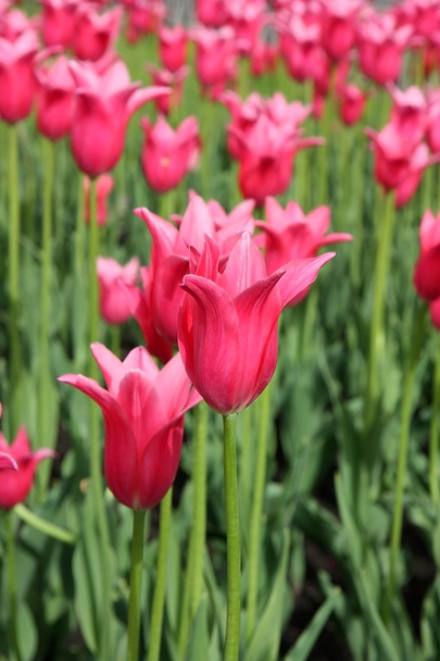 тюльпанів
 - Фото, зображення