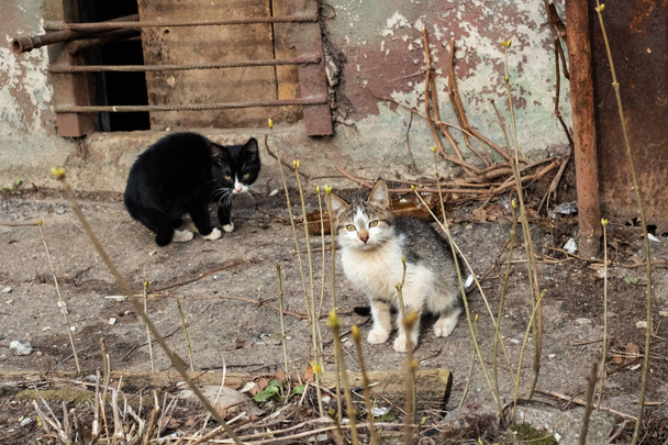 A ház közelében két fekete-fehér cica - Fotó, kép