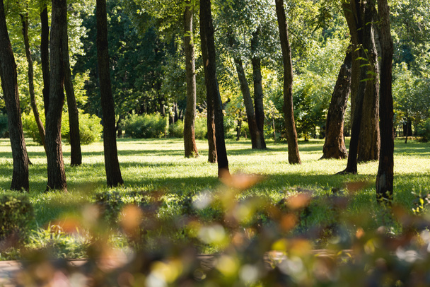selective focus of trees with green leaves in peaceful park - Photo, Image