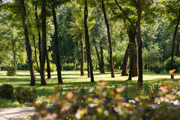 foyer sélectif des arbres avec des feuilles vertes dans le parc tranquille
 - Photo, image