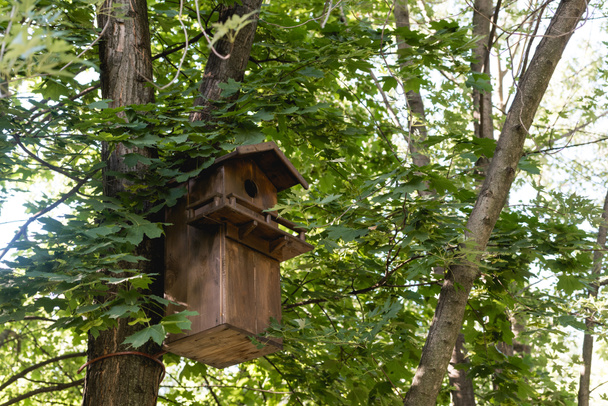 puinen lintu syöttölaite puussa vihreässä rauhallisessa puistossa
  - Valokuva, kuva