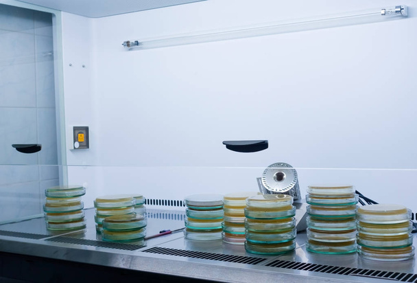 Steril mikrobiológiai kabinet Petri-csészékben. Mikrobiológiai biztonsági szekrények. - Fotó, kép