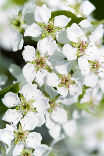 Blossoming of cherry flowers - Foto, afbeelding