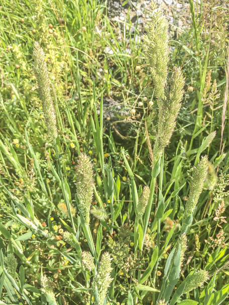 Kłosówka wełnista, Czernica lub aksamitu trawy - Zdjęcie, obraz