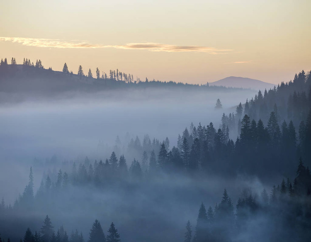 夏の山の風景。青山丘の上の朝の霧  - 写真・画像