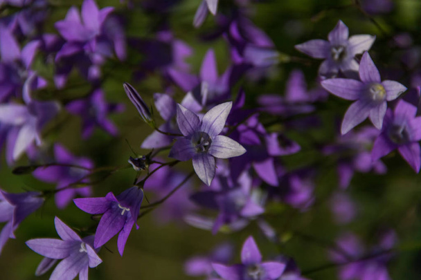  fleurs de lila adapté pour fond fin
 - Photo, image