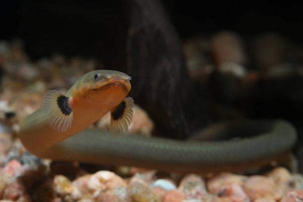Kötélhal vagy kígyóhal (Erpetoichthys calabaricus) Édesvízi hal "angolnához hasonló" a bichir családban - Fotó, kép