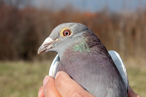 Close view of the face of a Pigeon - Photo, Image