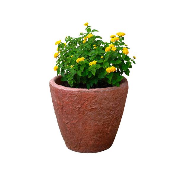 Отвар зеленого растения с желтыми цветками для ландшафтного дизайна, изолированный на белом фоне. Буш со свежими сочными листьями в терракотовом котле
. - Фото, изображение