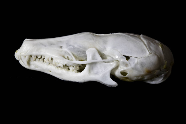 Kadar yakın siyah arka plan üzerine bir porsuk hayvan kafatasının soyut - Fotoğraf, Görsel