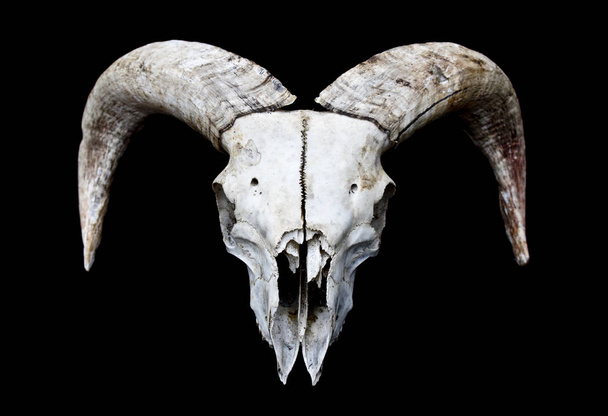 Cráneo de ciervo de oveja Ram abstracto
  - Foto, imagen
