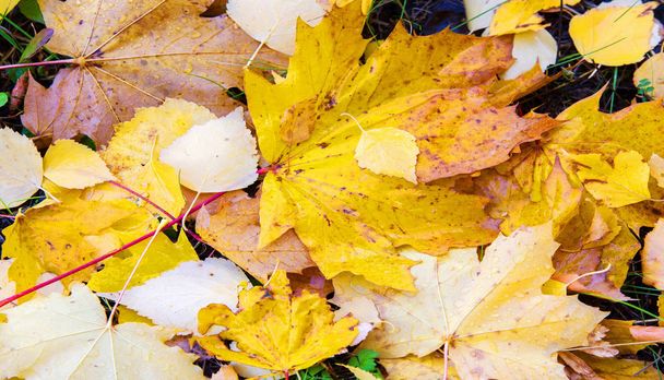 textúra őszi levelek - Fotó, kép