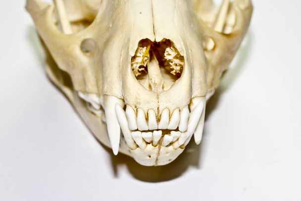 Kadar yakın siyah arka plan üzerine bir porsuk hayvan kafatasının soyut - Fotoğraf, Görsel