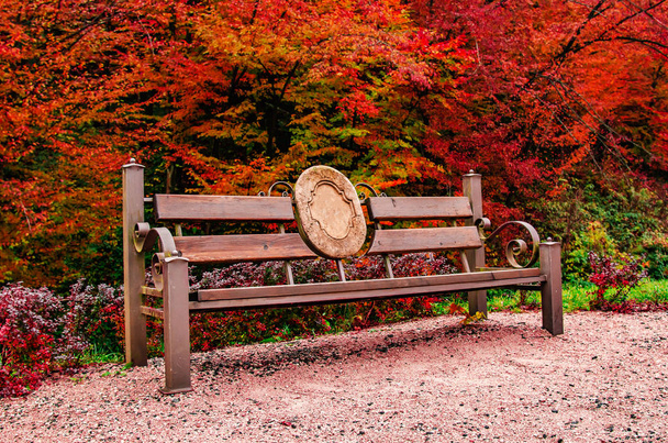 Autumn forest landscape. Old bench in the autumn park. - Фото, изображение