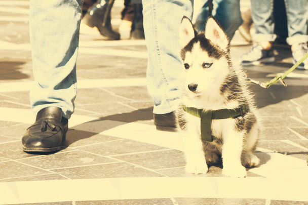 黒と白の毛皮のハスキー子犬。トーン - 写真・画像
