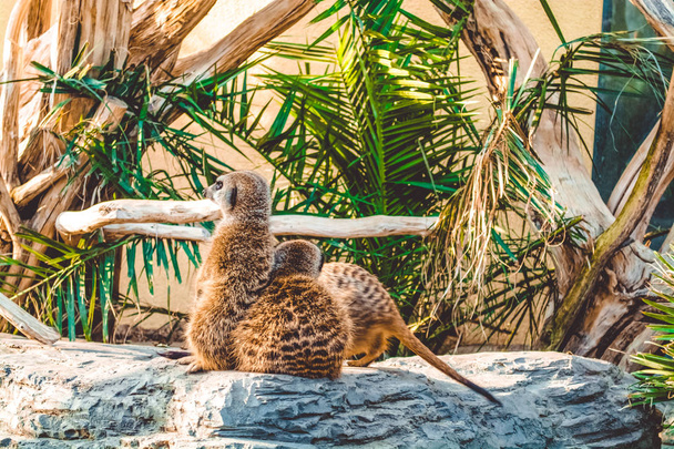Surikata сидіти на камені серед пальм і кошику на сонці. Lovely диких тварин з Африки. Мешканців пустель. - Фото, зображення
