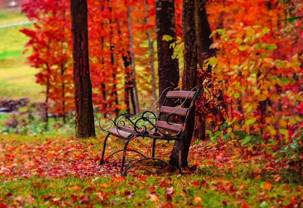 Autumn forest landscape. Old bench in the autumn park. - Фото, изображение