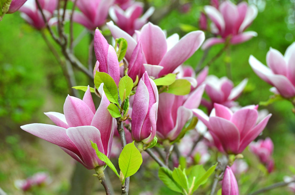 rózsaszín magnolia virágzás - Fotó, kép