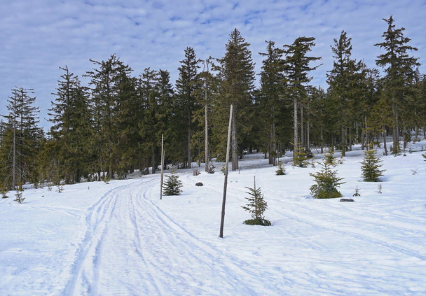Снежная дорога с лесом на заднем плане
 - Фото, изображение