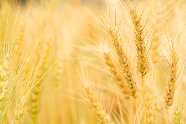 closeup altın buğday tohumu - Fotoğraf, Görsel