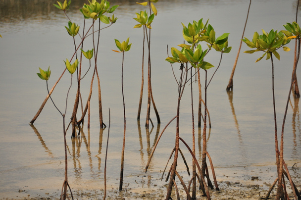 Νέος μαγκρόβιας που αναπτύσσεται από αλμυρό νερό σε ρίζες, σε χαμηλή παλίρροια - Φωτογραφία, εικόνα