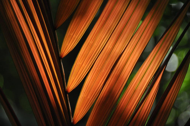 Blätter tropischer Pflanzen, Palmen in der Sonne am Boden eines Waldes im Dschungel. - Foto, Bild