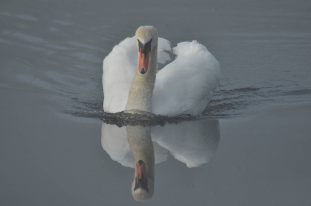 Höckerschwan. Großer Weißwasservogel. Schwimmen auf dem See - Foto, Bild