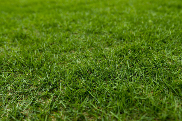 Green lawn meadow in park - Photo, Image