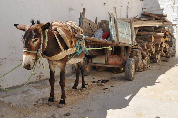 Ezel van vervoer, de markt in Nabeul, Tunisia - Foto, afbeelding