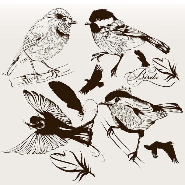 Collection of vector hand drawn birds for design - Вектор,изображение