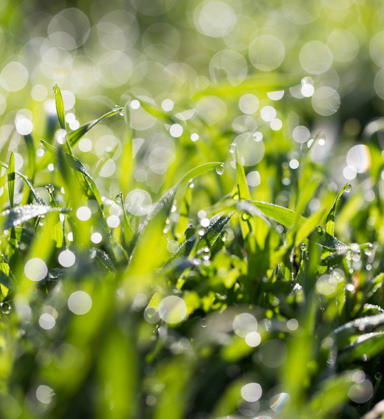 dauw druppels op groen gras in de natuur - Foto, afbeelding