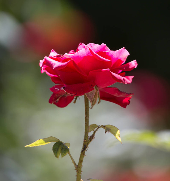 beautiful rose in nature - Фото, изображение