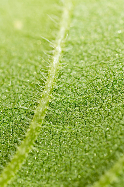 green plant. super macro - Zdjęcie, obraz