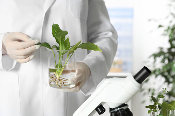 Lab assistant holding plant in beaker indoors, closeup with space for text. Biological chemistry - 写真・画像