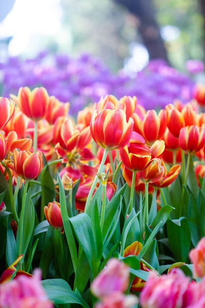 Bei tulipani rosa nel periodo primaverile
 - Foto, immagini